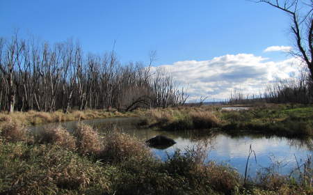 Plan d’intervention pour les bandes riveraines du lac St-Paul (phases 2 et 3)