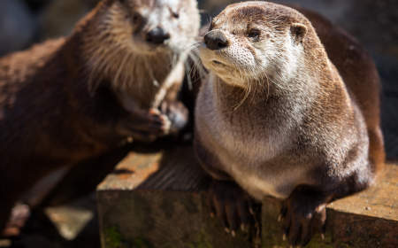Le Centre de la Biodiversité du Québec lance officiellement les travaux d'agrandissement de son bâtiment principal