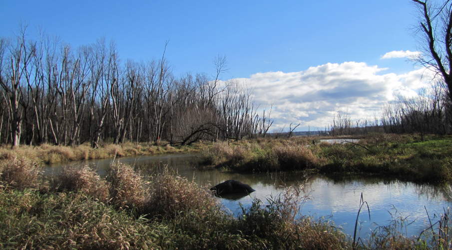 Plan d’intervention pour les bandes riveraines du lac St-Paul (phases 2 et 3)