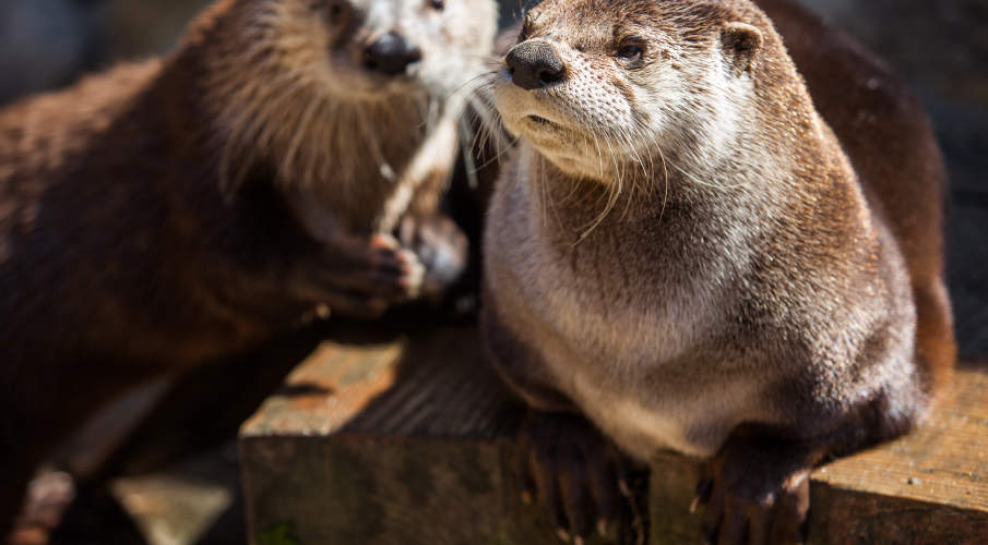 Le Centre de la Biodiversité du Québec lance officiellement les travaux d'agrandissement de son bâtiment principal